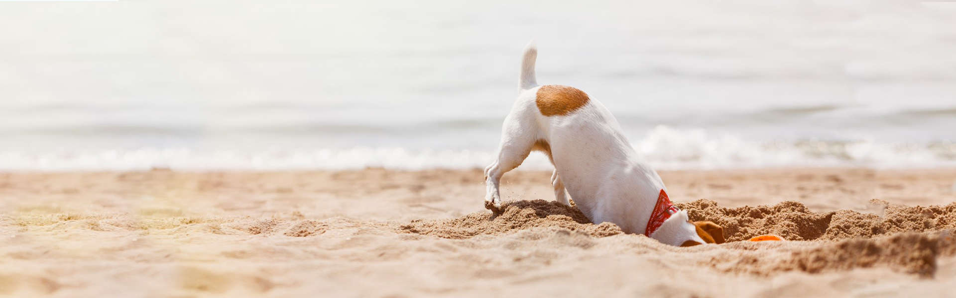 Spiaggia di Pluto
