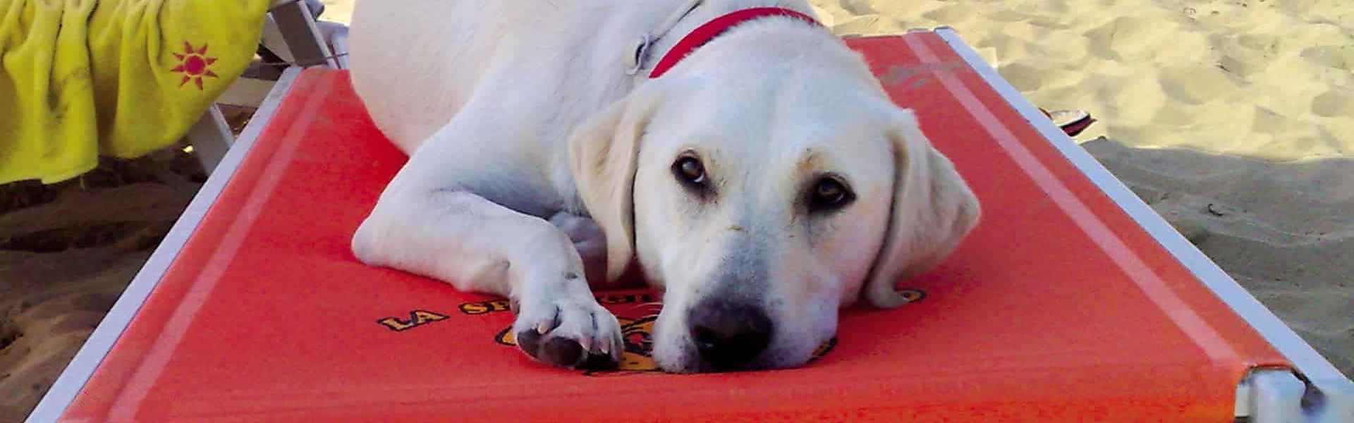 Bibione dog beach