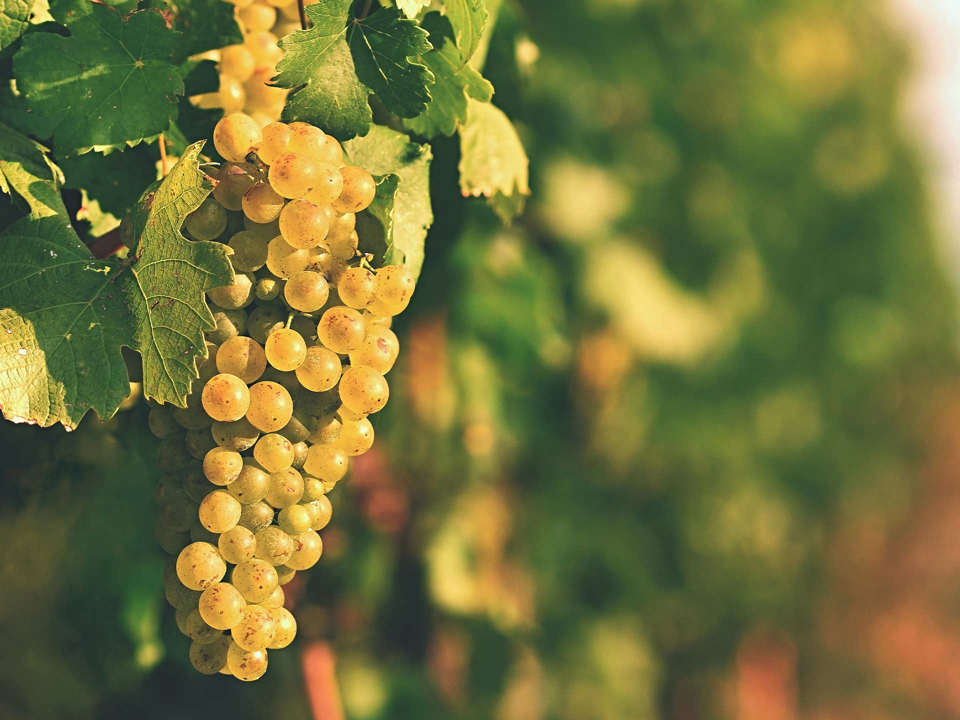 vino-img-002