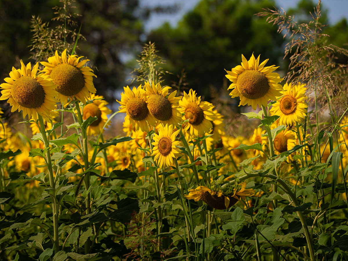 primavera-slide-04